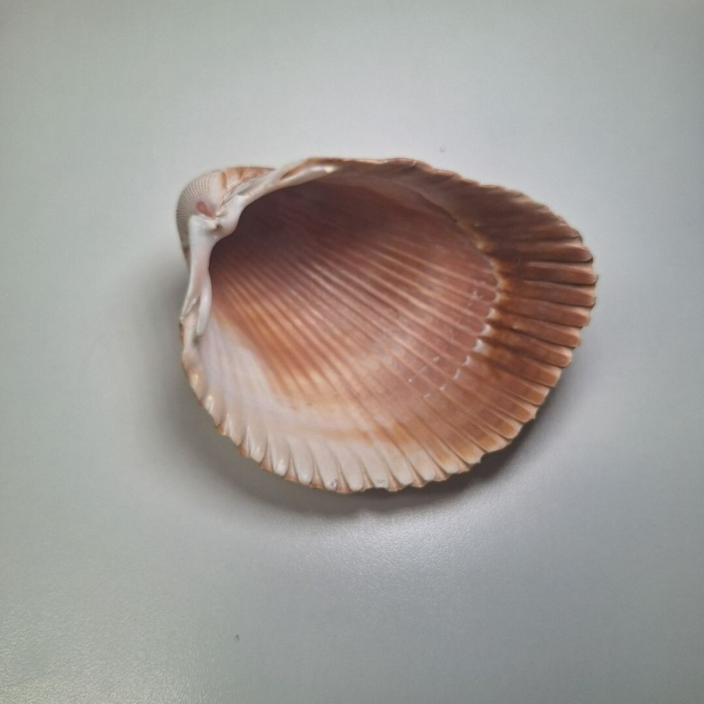 Half Clam Shell Open Trinket Tray 3.5 Inches Ocean Sea Nautical Beach