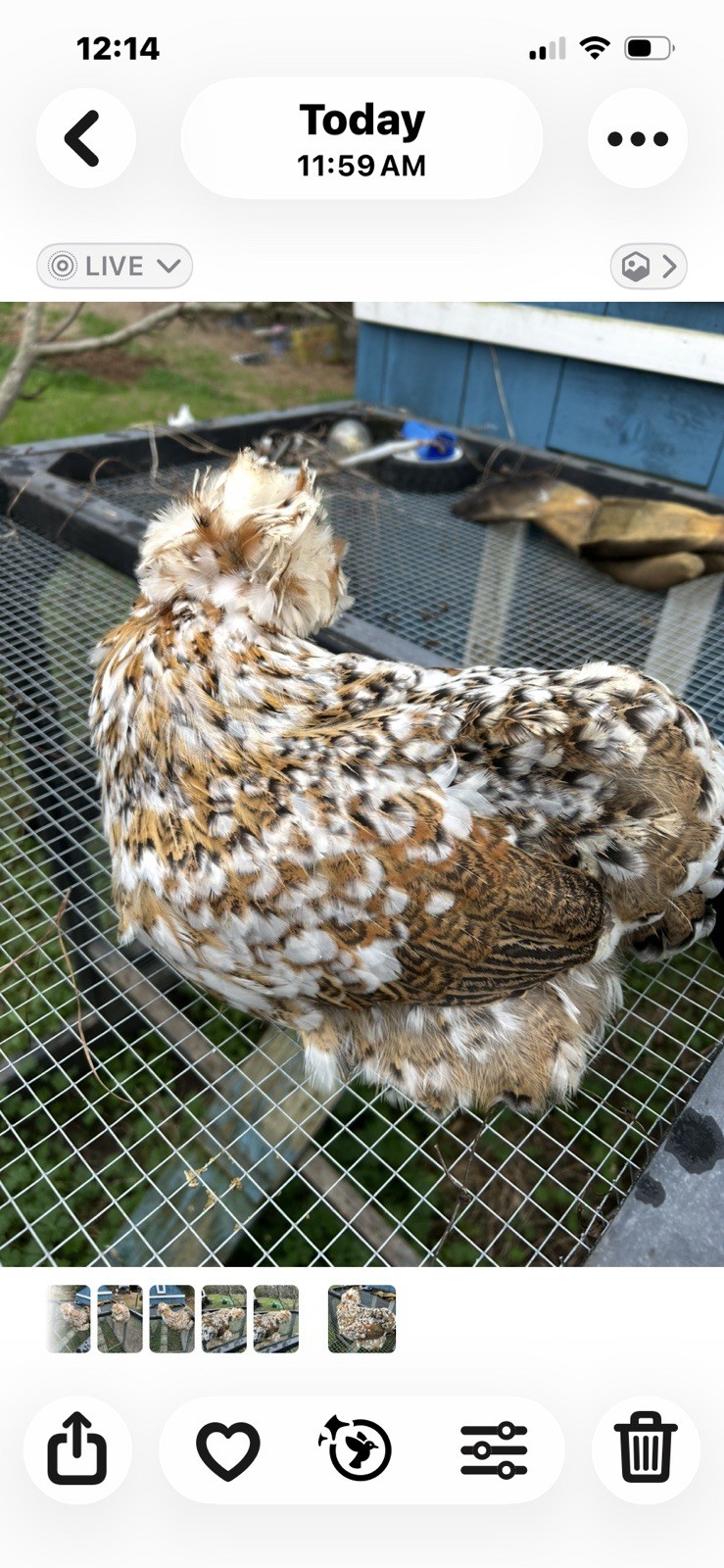 12+ Mille Fleur Satin Hatching Eggs NPIP & AI Clean.