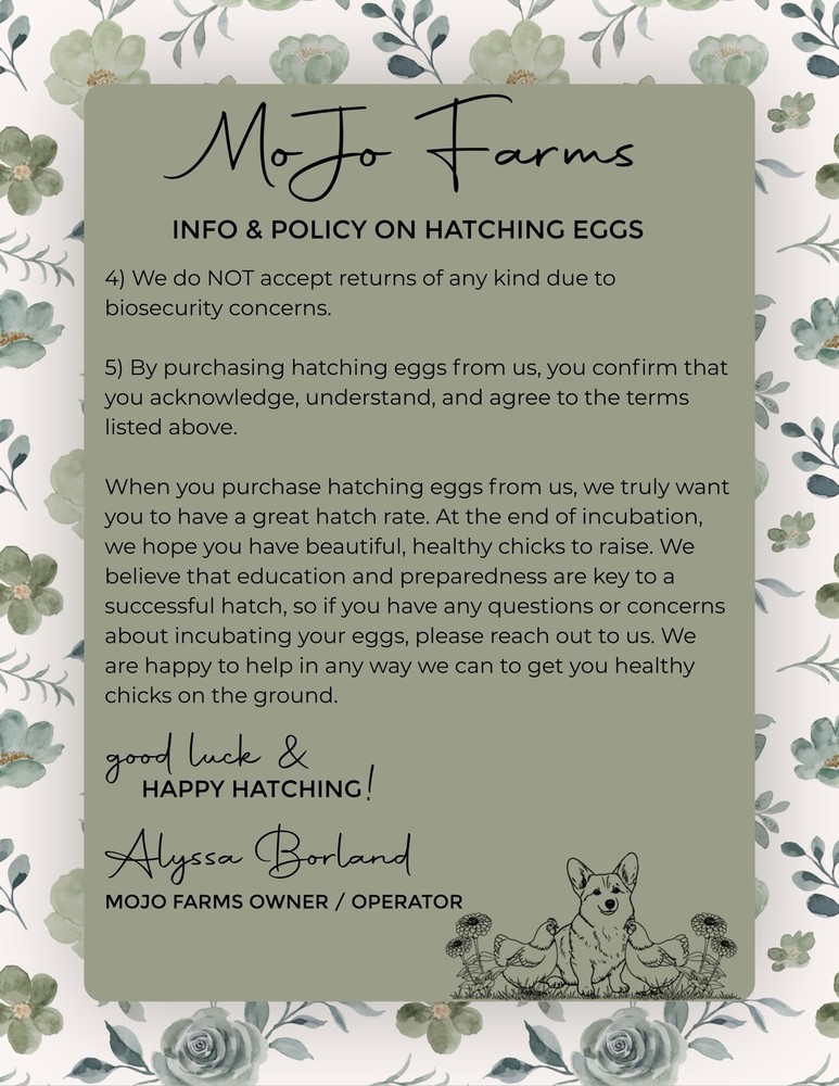 Chocolate, Mauve, Blue, and Black Easter Egger Hatching Eggs NPIP Certified