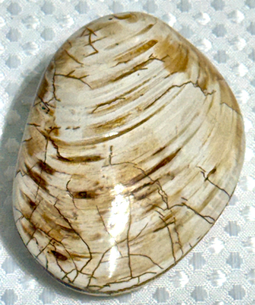 Fossil Clam 162 gr. .36 lb. #643