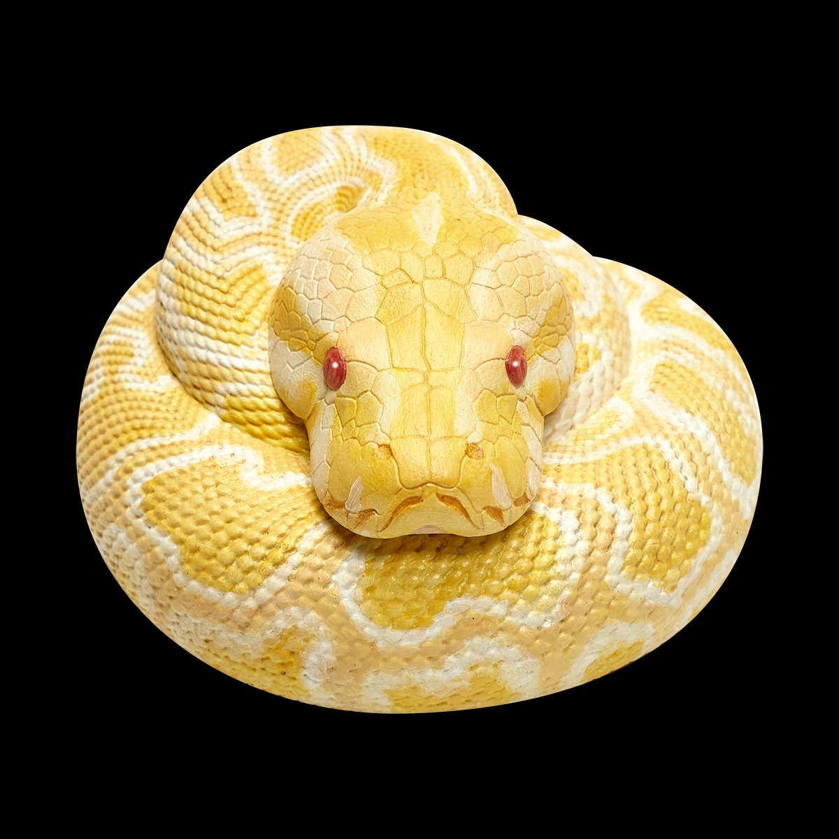 【In-Stock】 Animal Heavenly Body Albino Burmese Python molurus Snake Statue