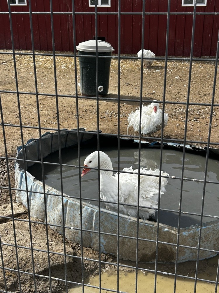 Sebastopol Goose Hatching Egg (1)