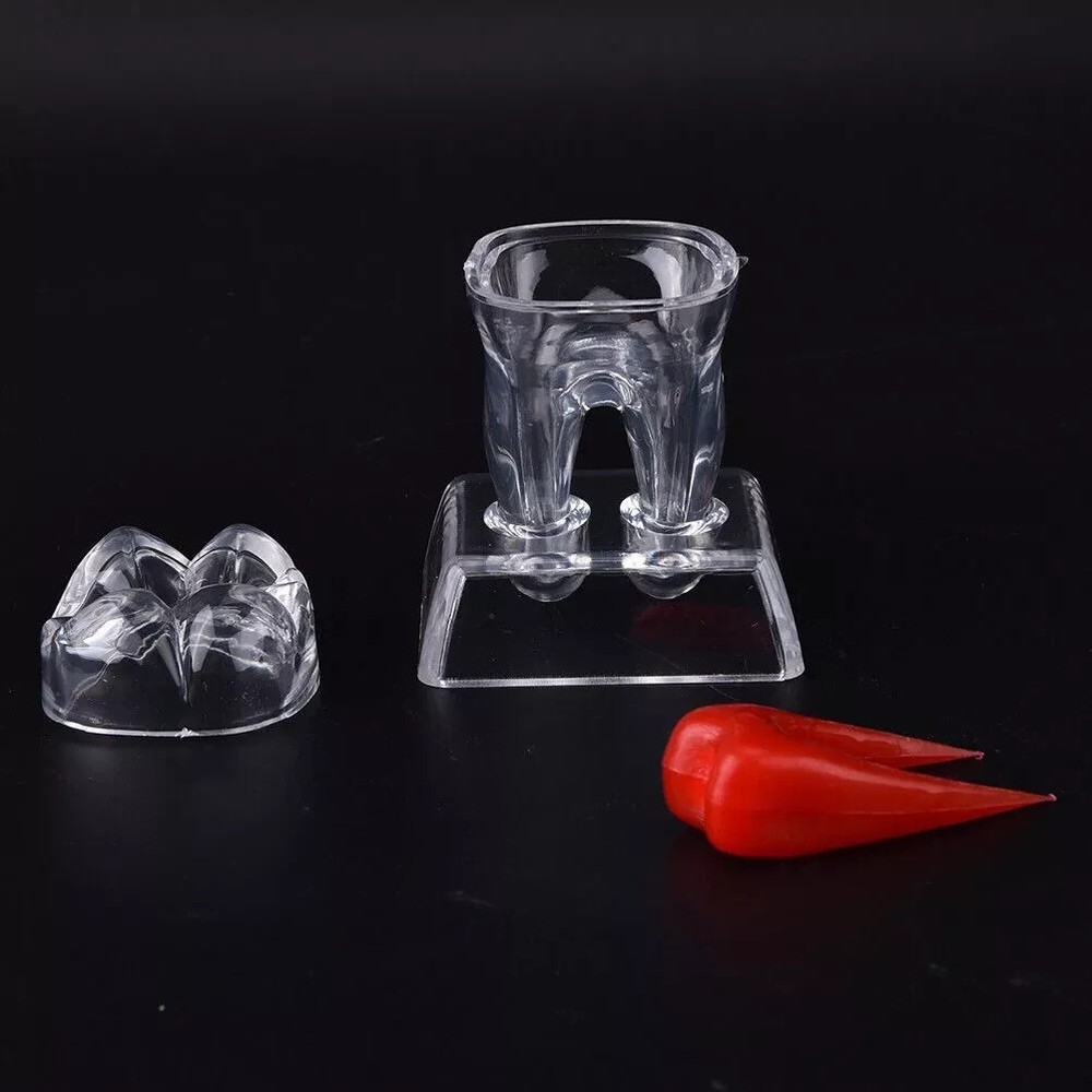 Dental Lab Crystal Base Hard Plastic Teeth Tooth Molar Model Separable For Study