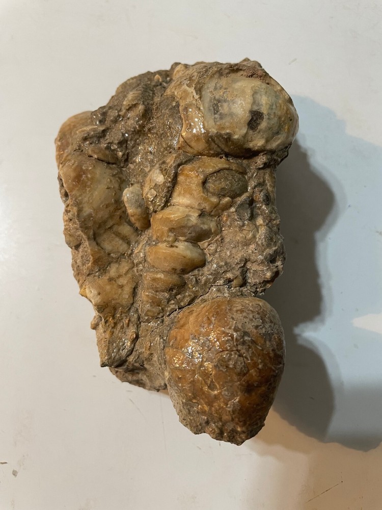 CLAM SHELL AND GASTROPOD MULTIPLE SPECIMEN