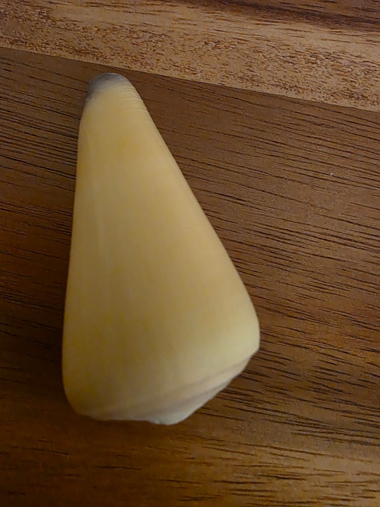 Ocean Seashell Lot - Estate Find