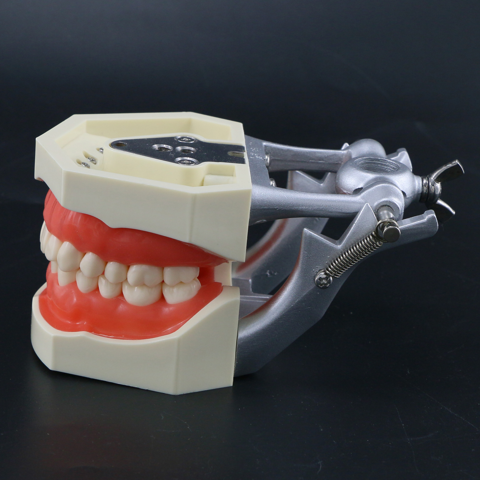 USA Kilgore Nissin 500 Style Dental Teeth Typodont Model 28Pcs Removable Teeth