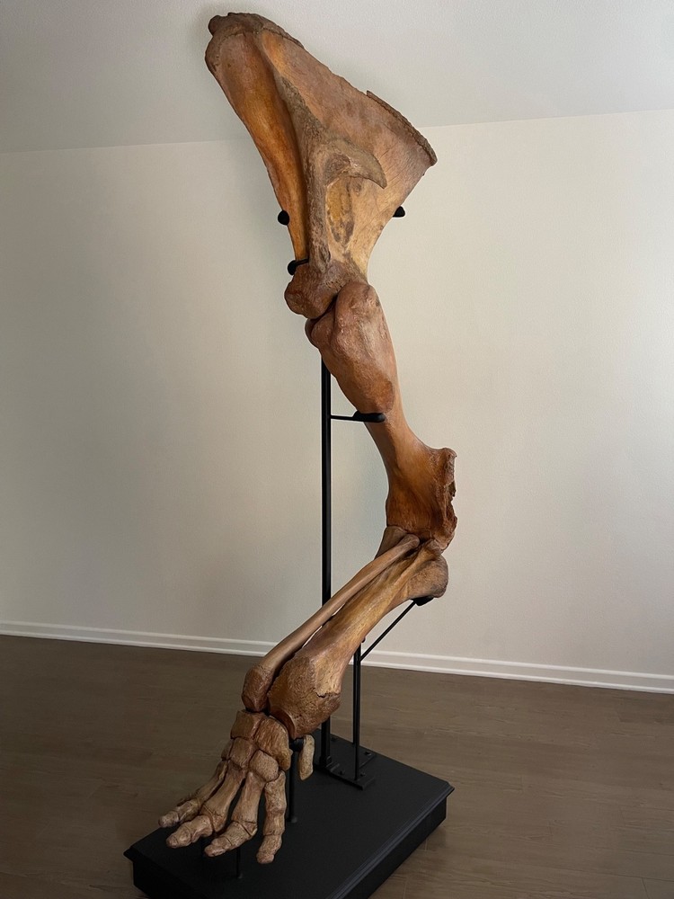 Woolly Mammoth Forearm Fossil