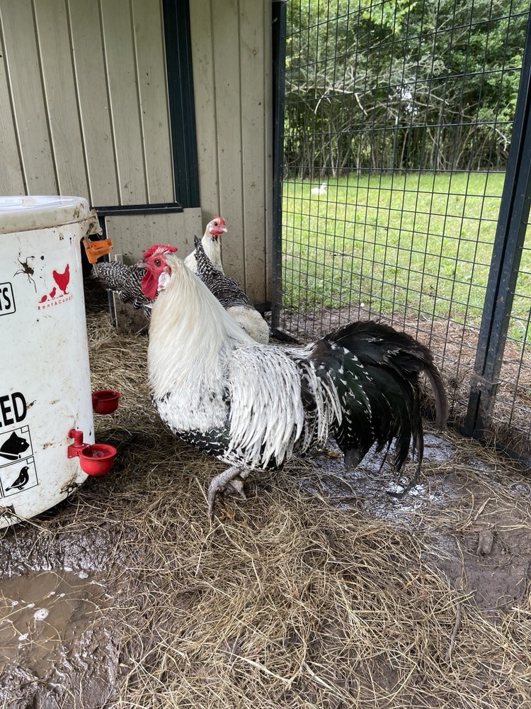 6+ SUPER RARE Silver Deathlayer Chicken fertile hatching eggs