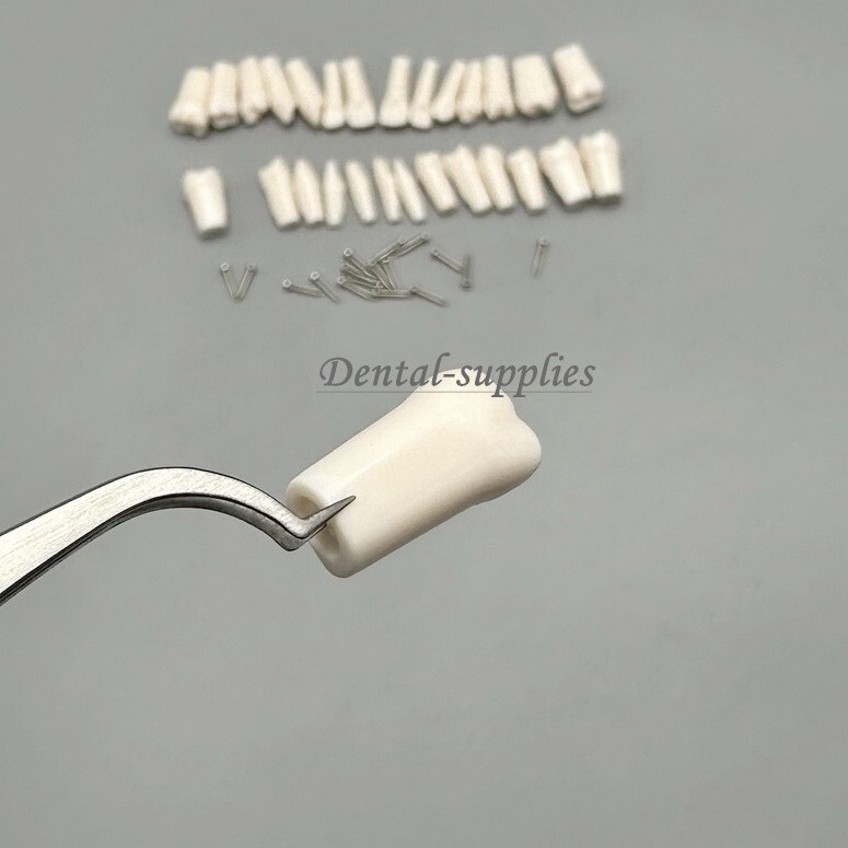 Dental Study Teeth Models Technician Practice Preparation Removable Tooth Nissin