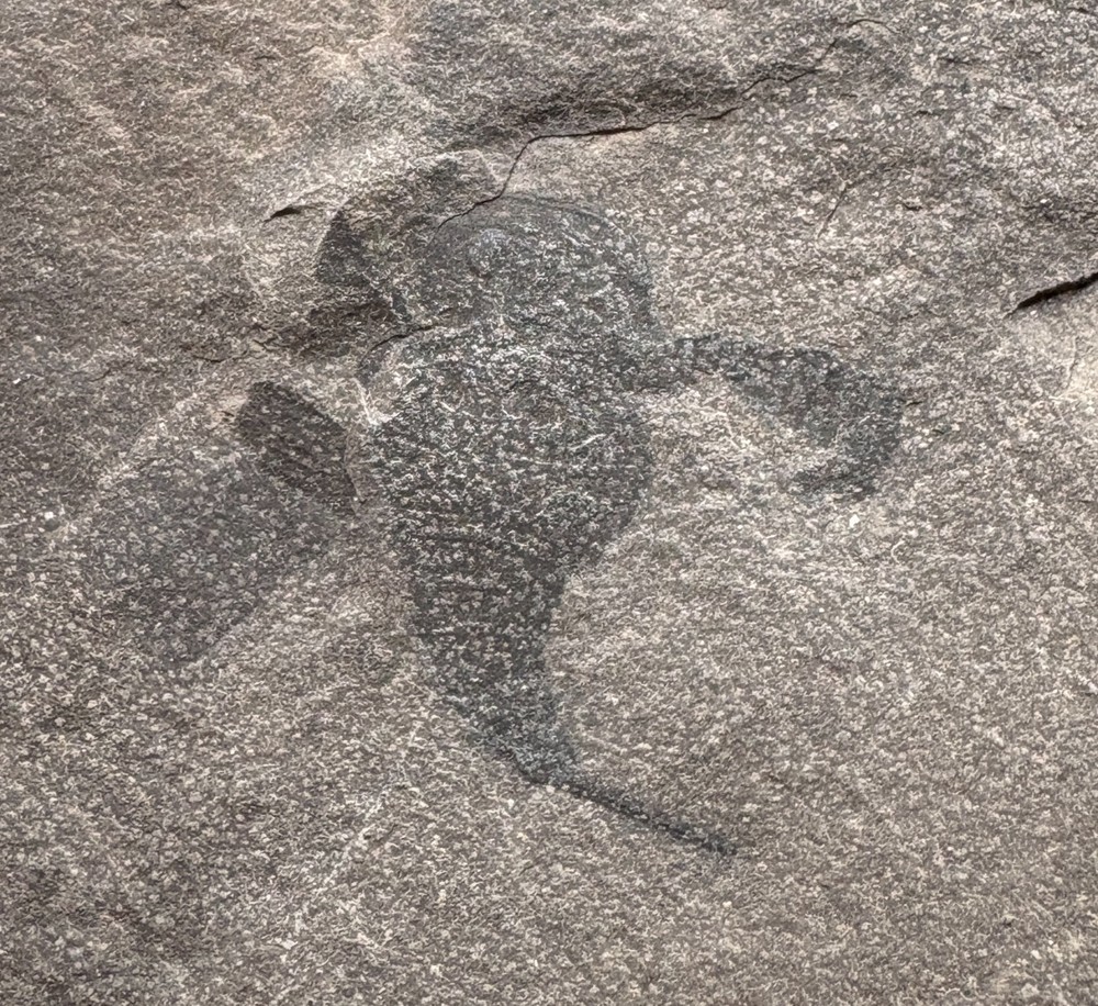 Juvenile Eurypterid fossil - Eurypterus remipes - Silurian Herkimer, NY