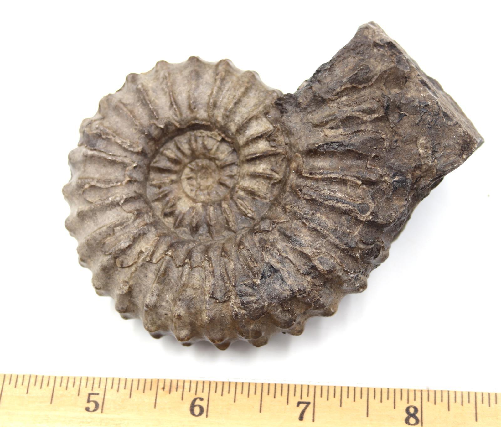 Ammonite Prolyelliceras Fossil Peru 110 Million Years Old #18190