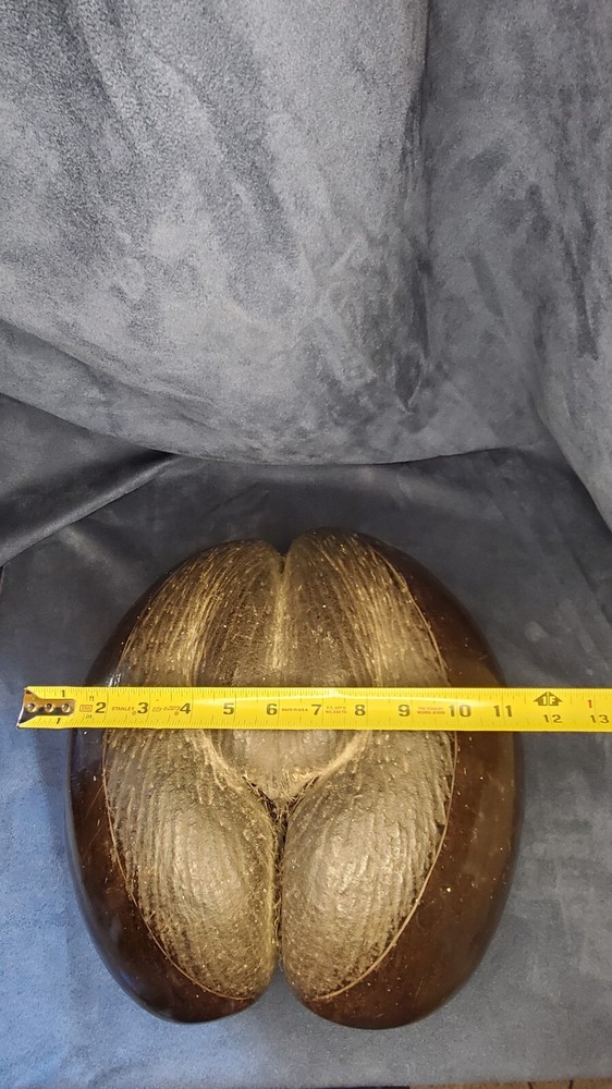 Coco De Mer Coconut "Double Coconut" "Seychelles Coconut"