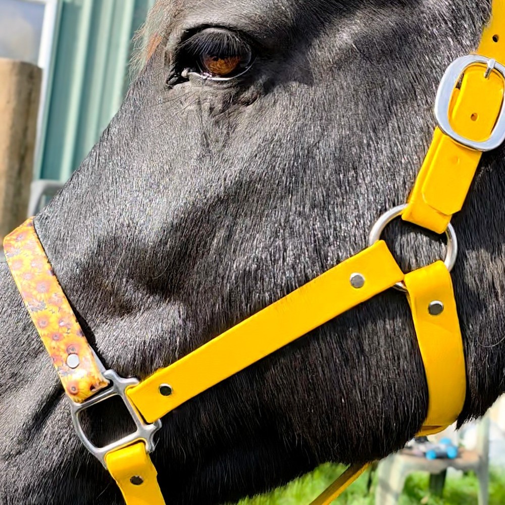 Biothane Horse Halter - Bumble Bee Sunflower
