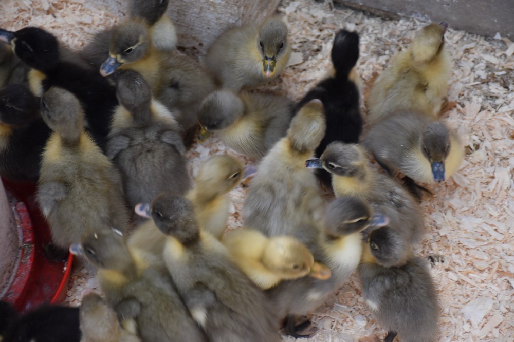 10 Fertile Swedish Duck Hatching Eggs