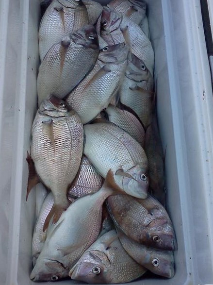 Surf Fishing Rigs, Hi-Low Rigs, The All Out - Catch All Package 17 Pompano Rigs