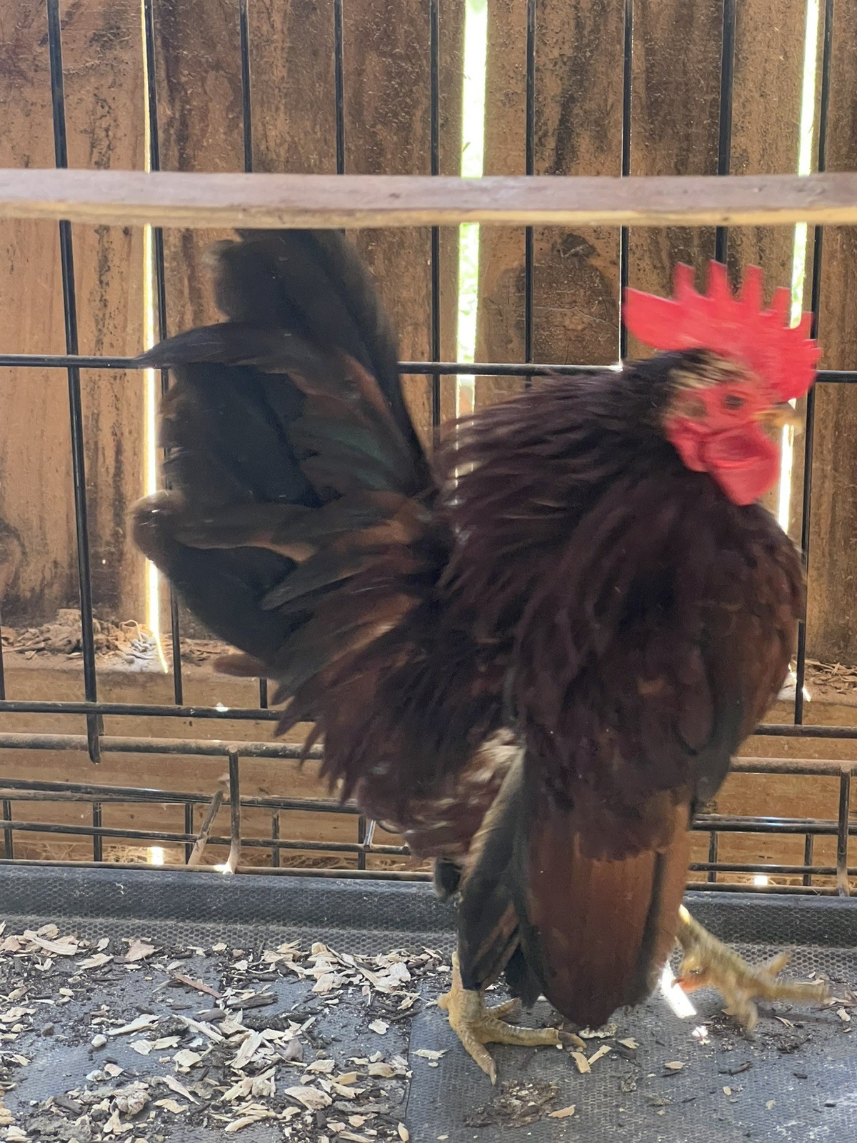 Small/Micro SERAMA Eggs One dozen Eggs