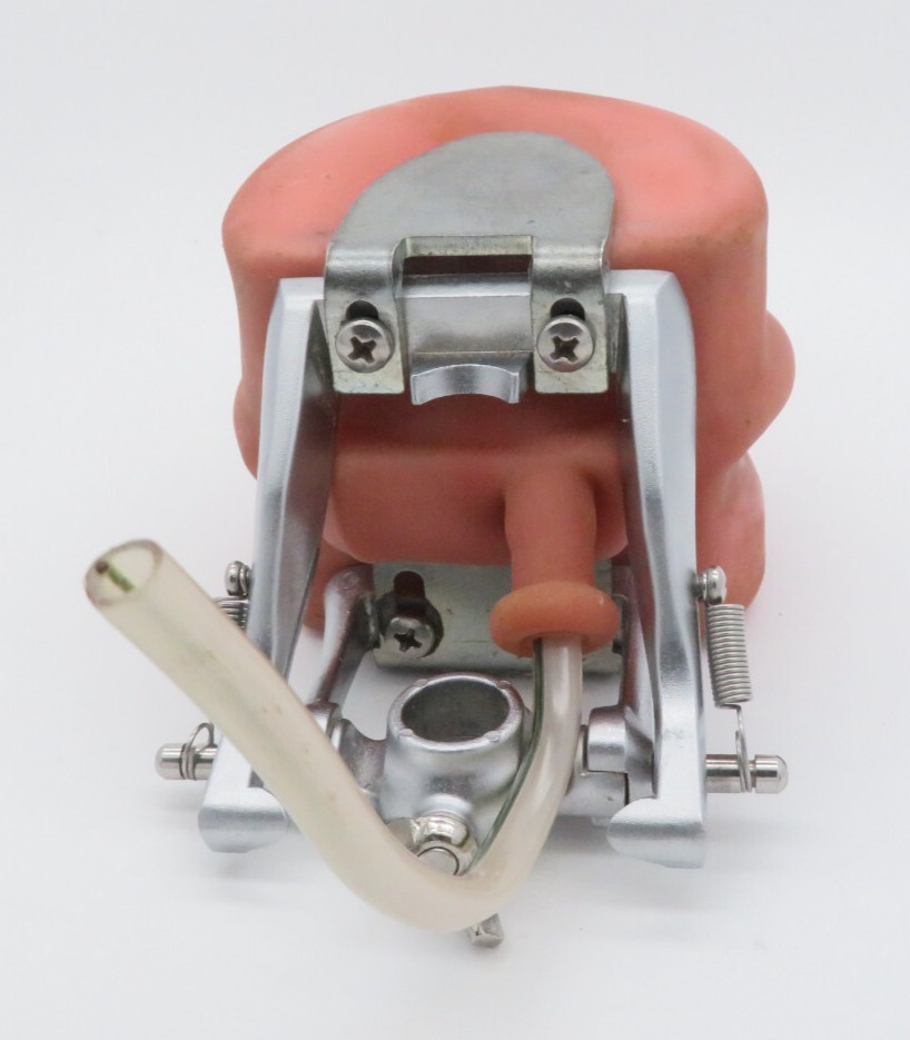 Dental Training Typodont, Dentist Practice Mouth with Teeth
