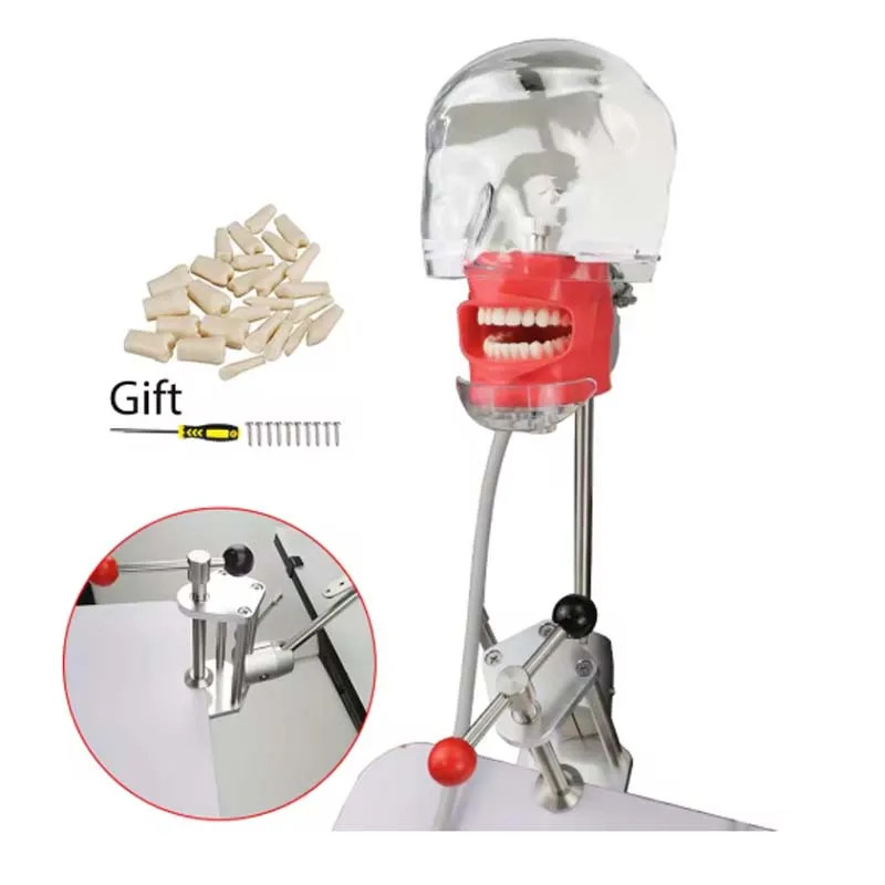 Dental Head Model Simulator Manikin Phantom With Bench Mount 28Pcs Teeth
