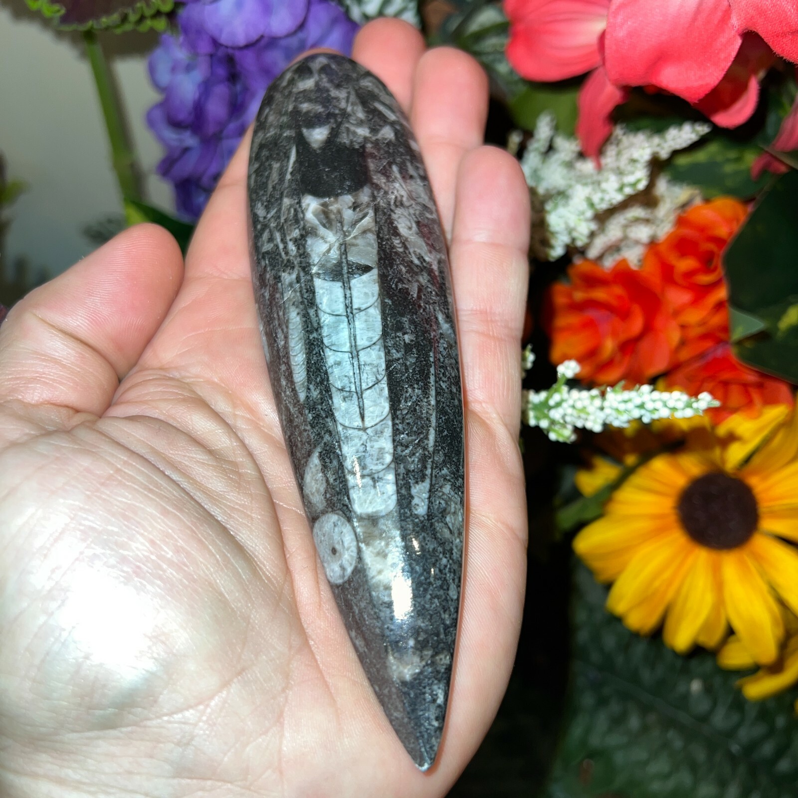 LARGE (1) Black Orthoceras Cephalopod Fossil - 350 Million Years Old