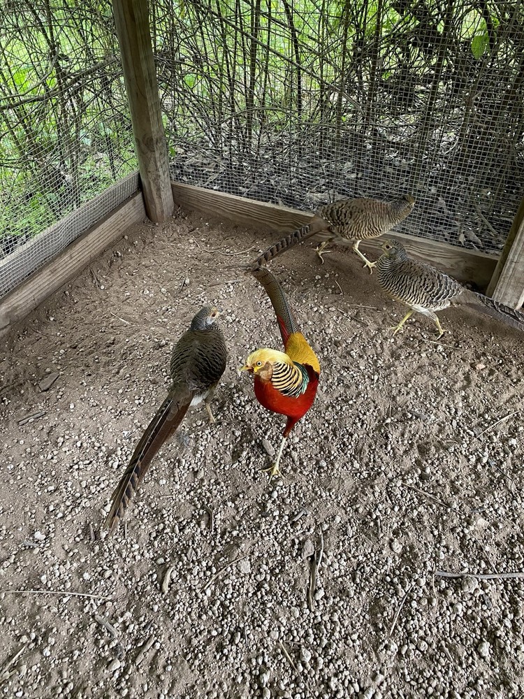8 Pure Red Golden Pheasant Hatch Eggs