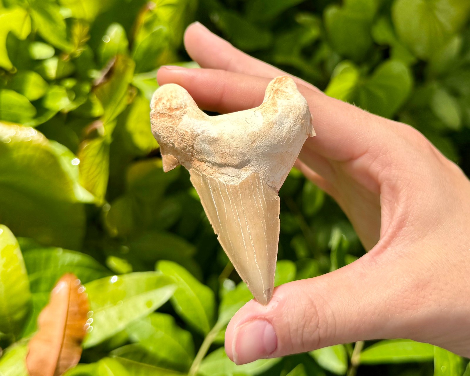 Natural Fossil Mix Gift Box - 1/2 lb Authentic Fossil Assortments & Shark Tooth