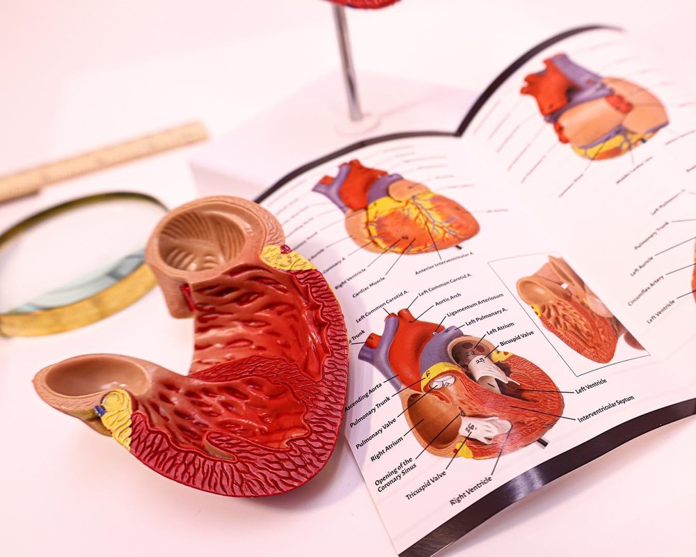 Lifelike Human Heart Model - Educational Kit