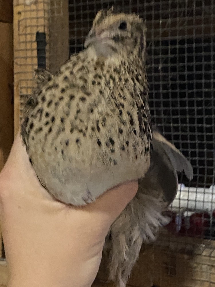 12 Jumbo Celadon 'True Blue' Coturnix Quail Eggs for Hatching