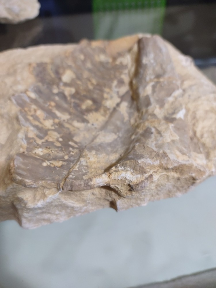 Unknown Fossil. Clam Shell And Bone?