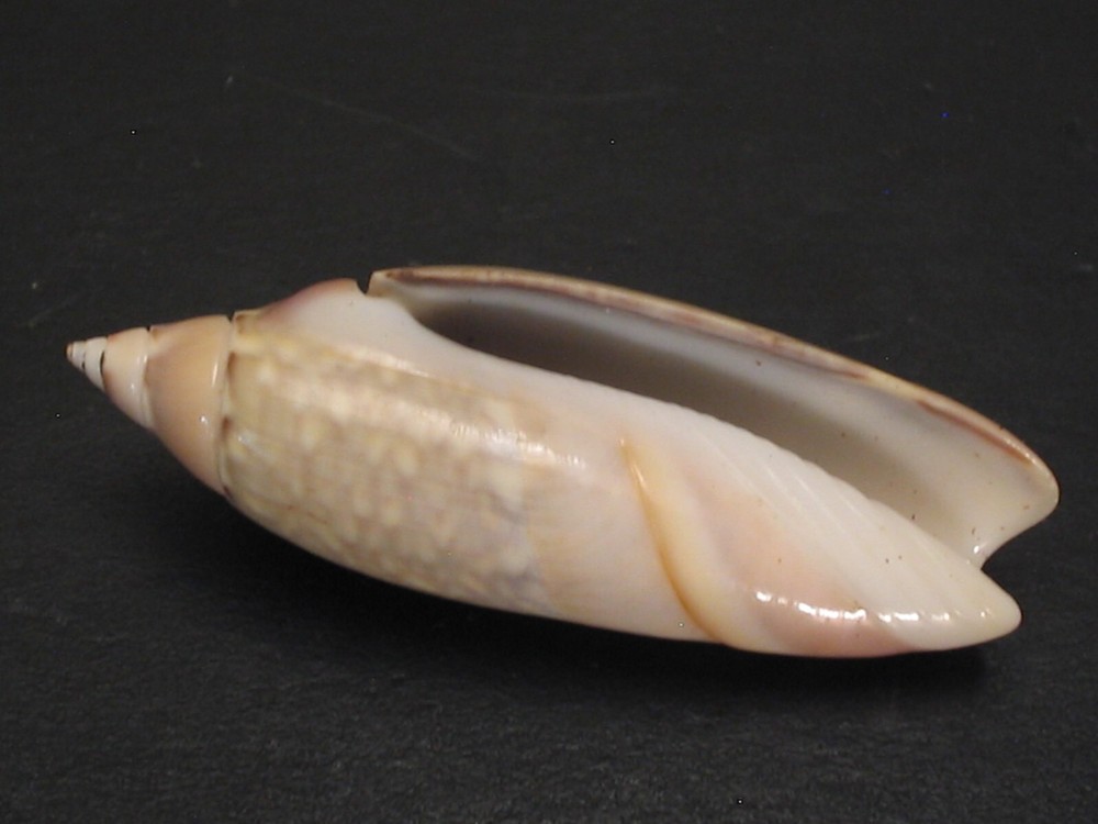 Amazing Pattern...AGARONIA JAVA~40.4mm~Indonesia SEASHELL