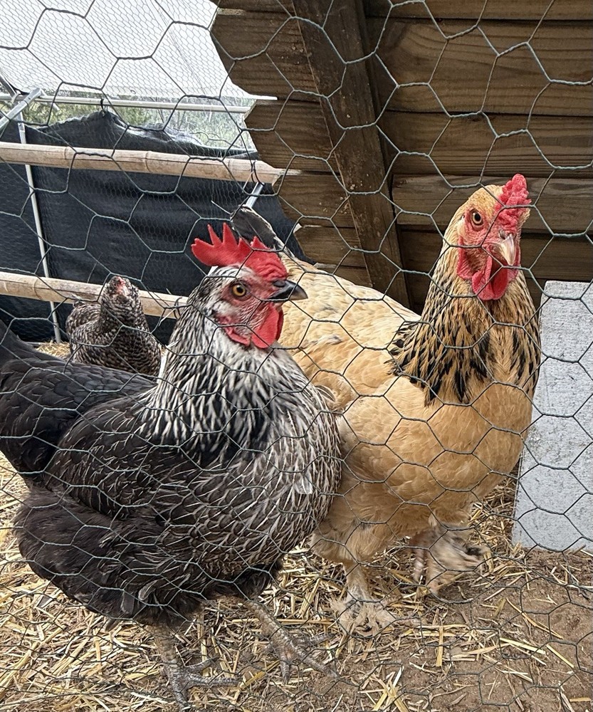 6 - Fresh and Fertilized Barnyard Mix Assortment Chicken Hatching Eggs!