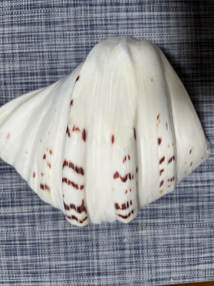 Ceramic Seashell