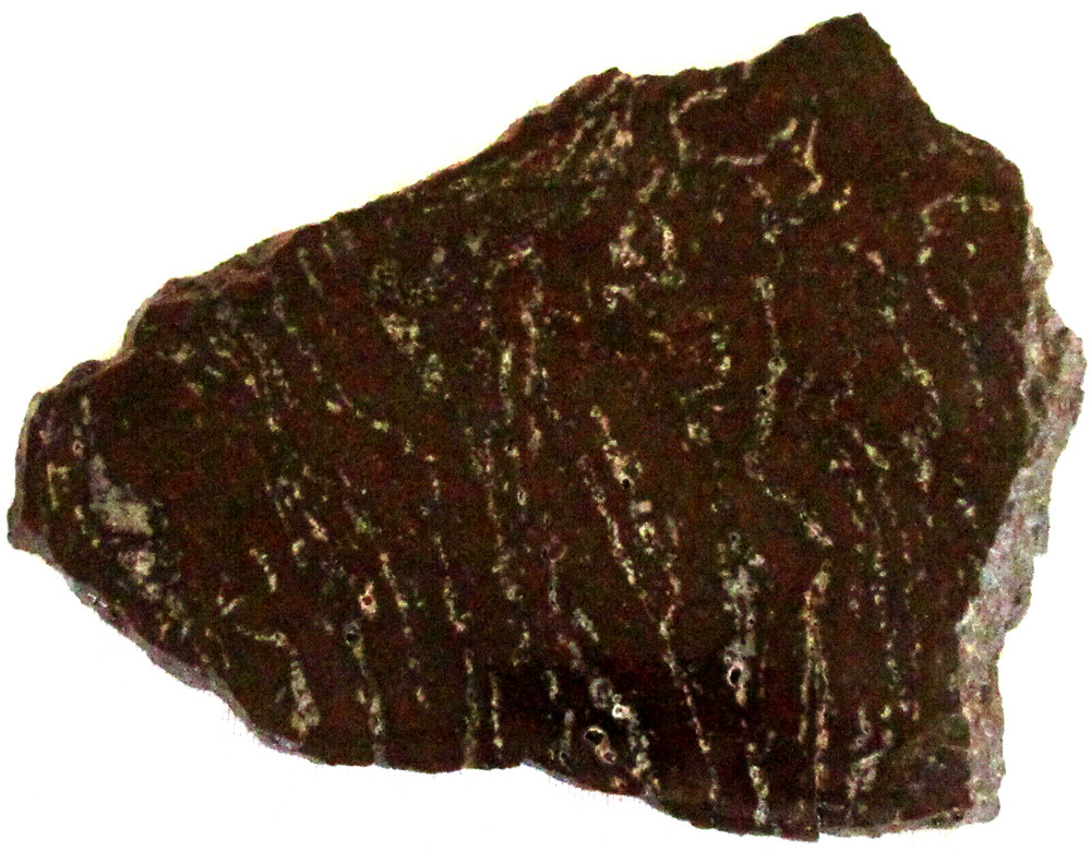 Fossilized Palm Root Slab - 245 Grams - Indonesia - Black - White