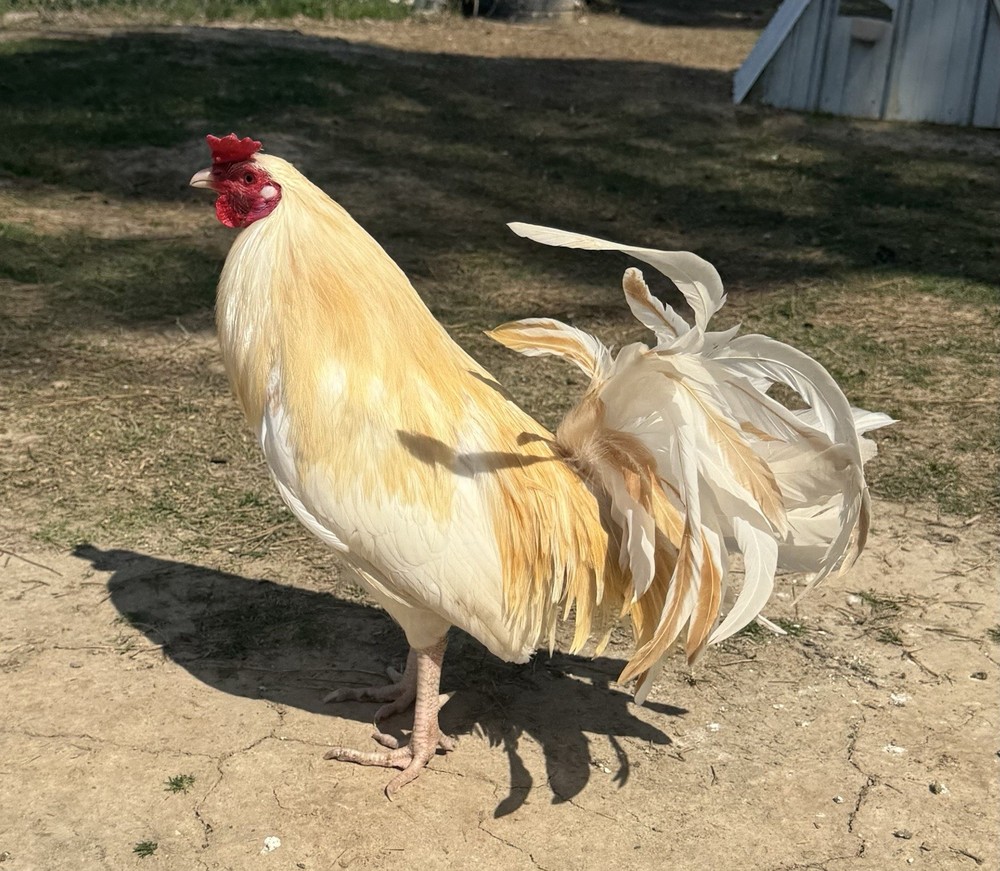 chicken hatching egg