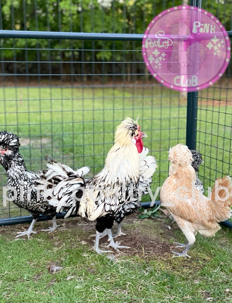 6 High Quality Silver Laced Buff Laced Polish fertile Hatching Eggs