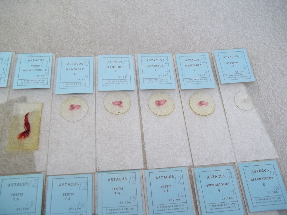 Vintage Glass Microscope Slides -