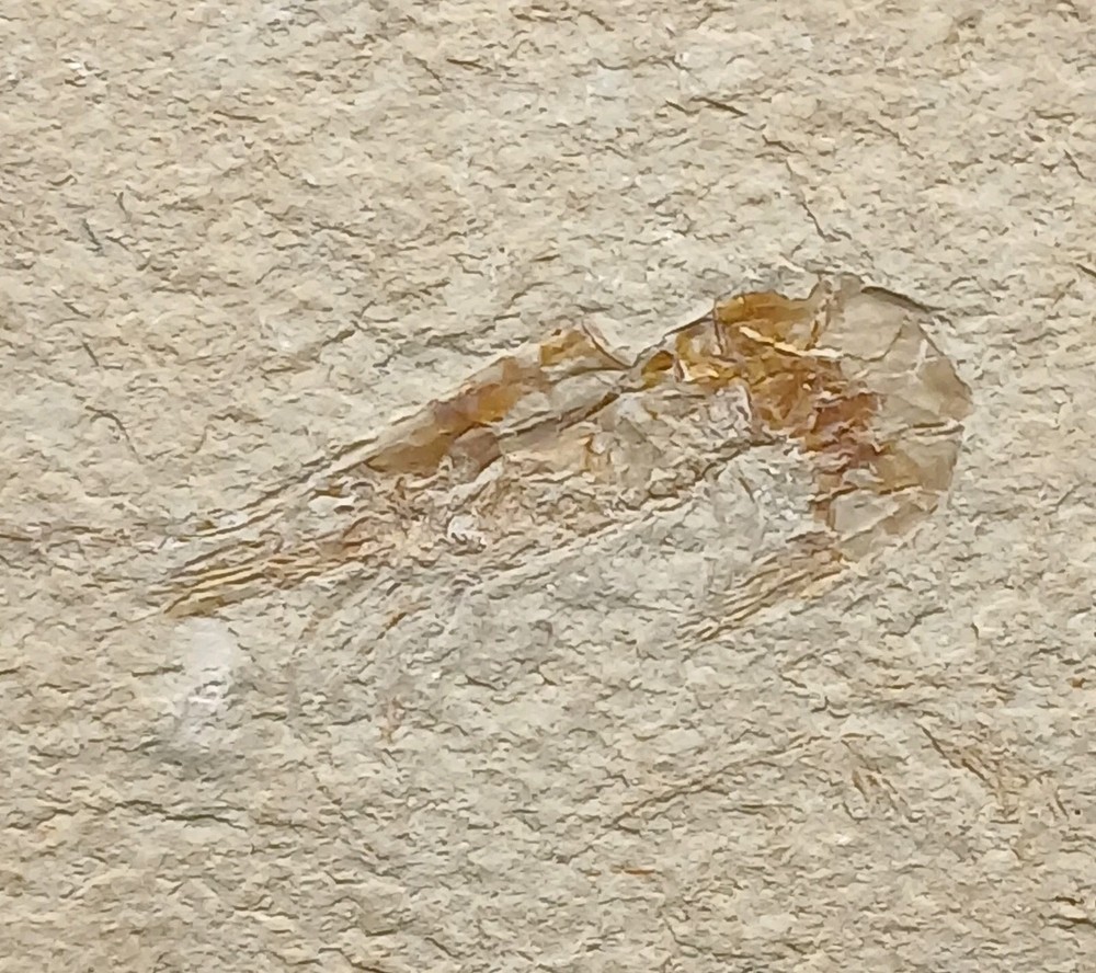 Fossil Carpopenaeus Shrimp - Cretaceous - Lebanon
