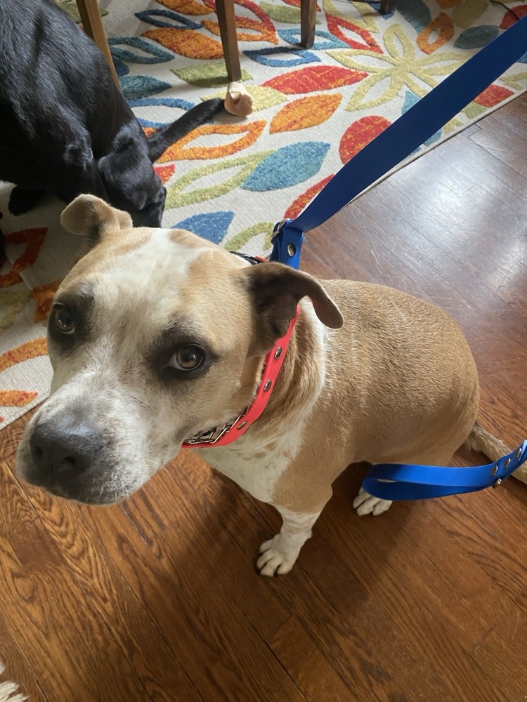 Mayerzon NIP Pronged Training Collar With Attached Leash large