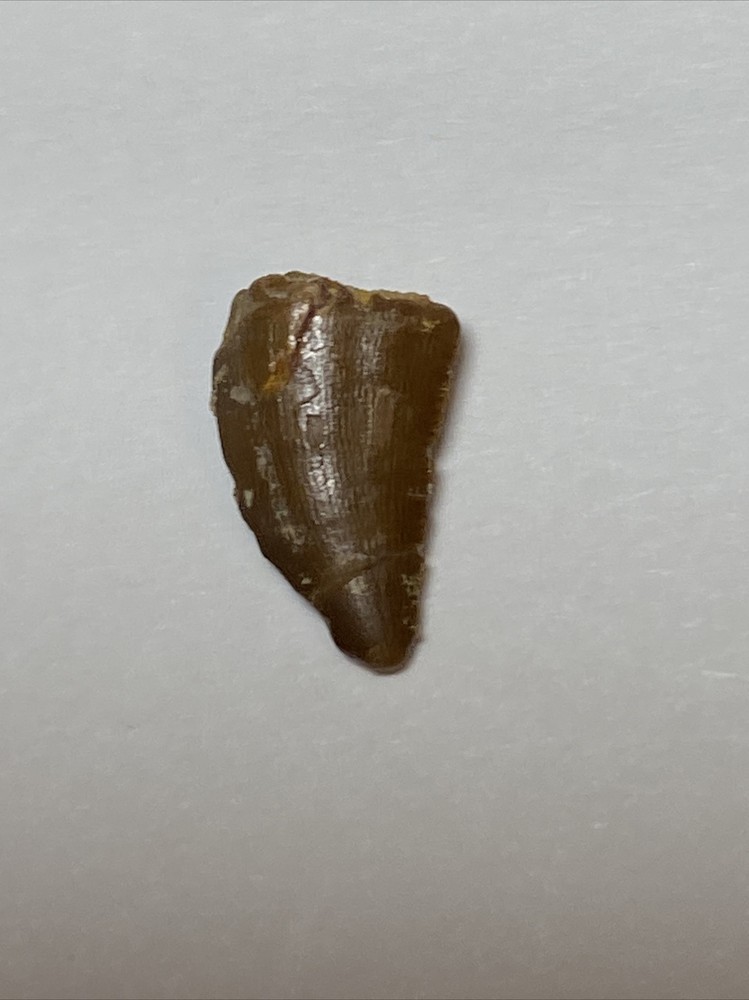 Theropod Tooth/eggshell/vertebrae