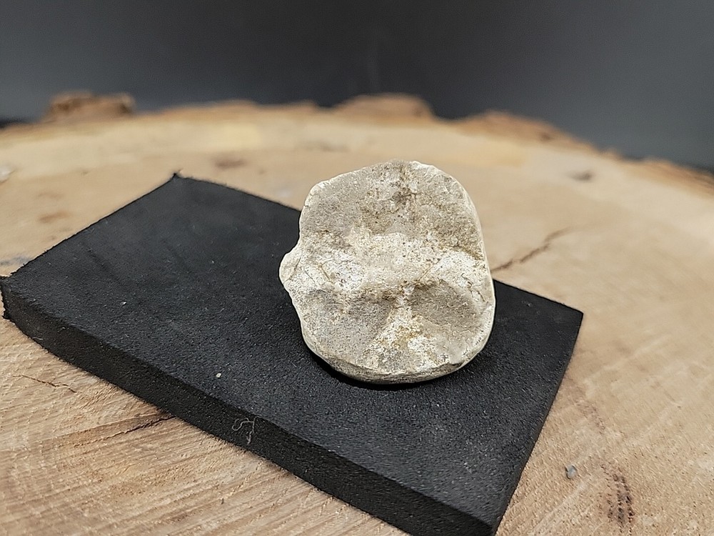 Real Fossilized Dinosaur Half Egg Embro Uv Reactive