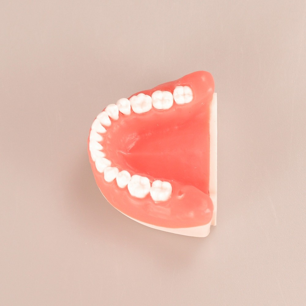 Maxillary+mandibular Tooth Extraction Practice Model Dental Typodont Teeth