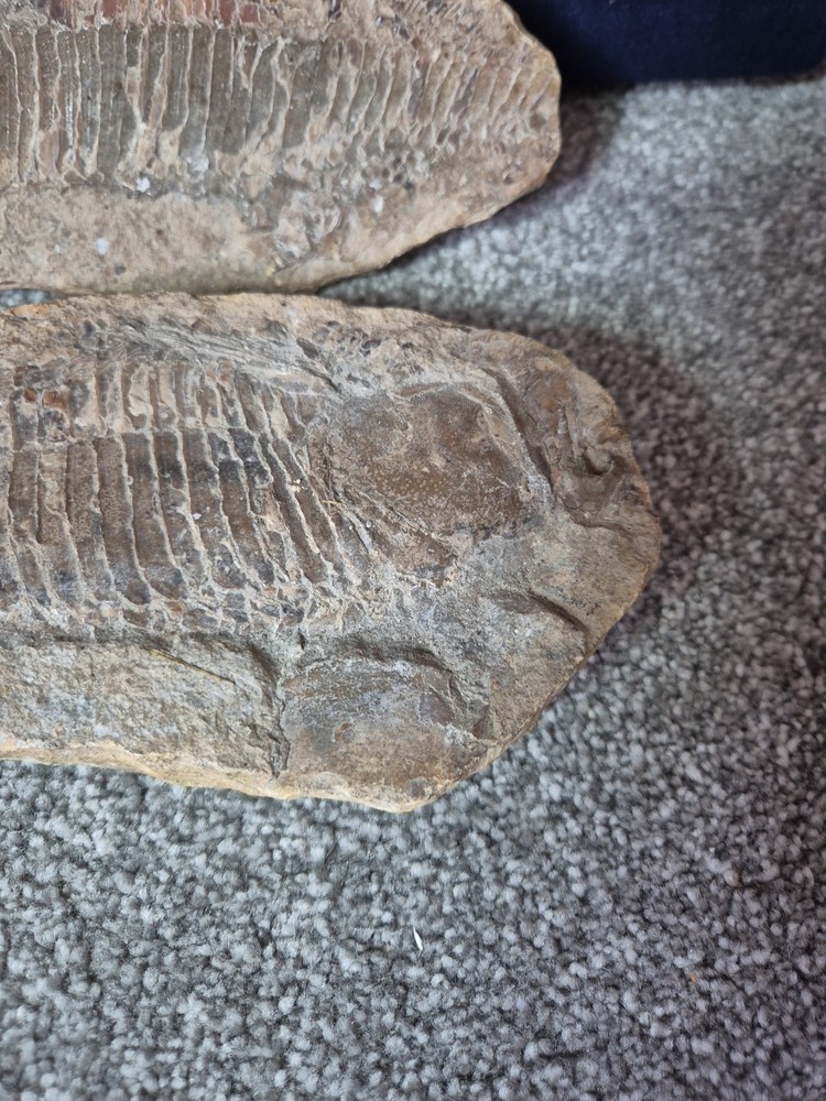 Vinctifer Comptoni Fossil Fish 2 halves