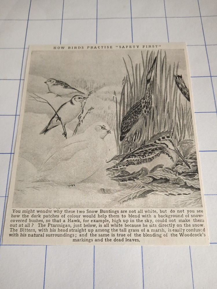 How birds practice safety first