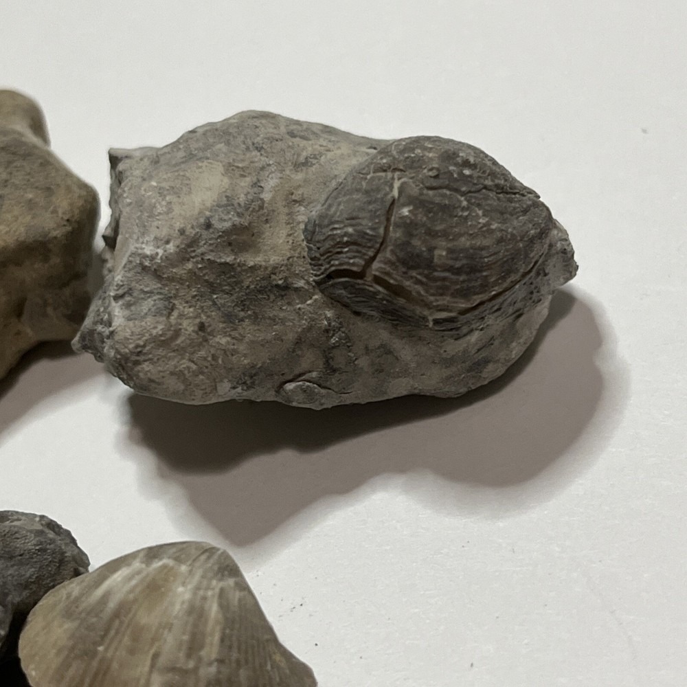 Devonian Fossils Lot Of 25