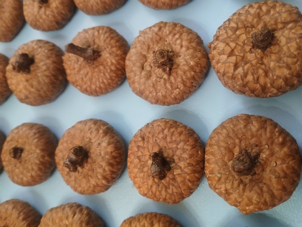 30 Large Midwestern Acorn Caps