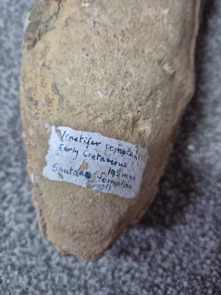 Vinctifer Comptoni Fossil Fish 2 halves