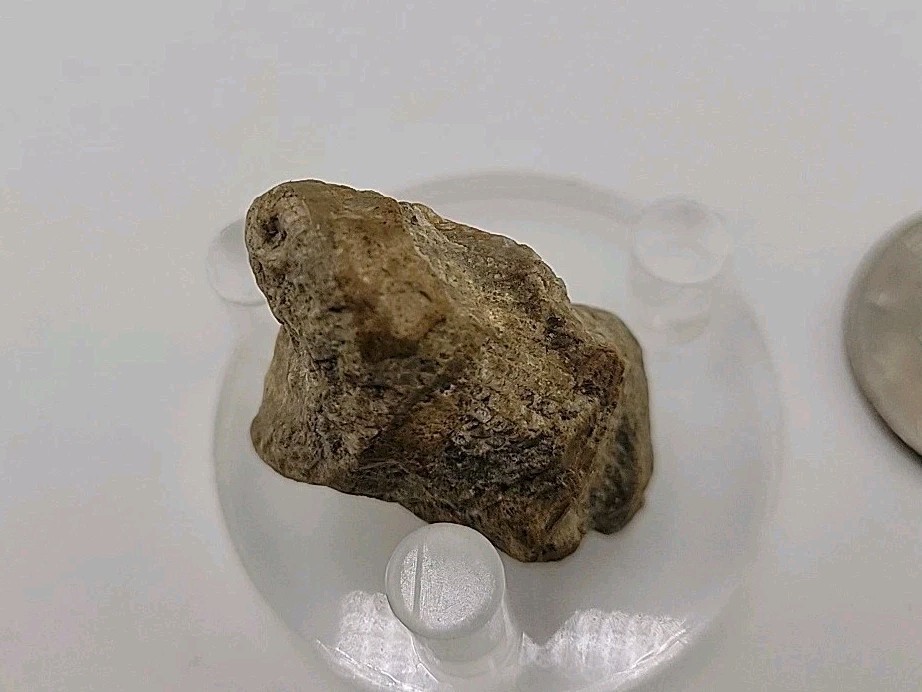 Real Permineralized Lizard 🦎 Egg Fossil