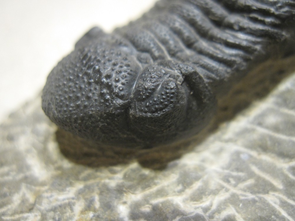 COMPLETE PHACOPS-SUPERB DEVONIAN TRILOBITE