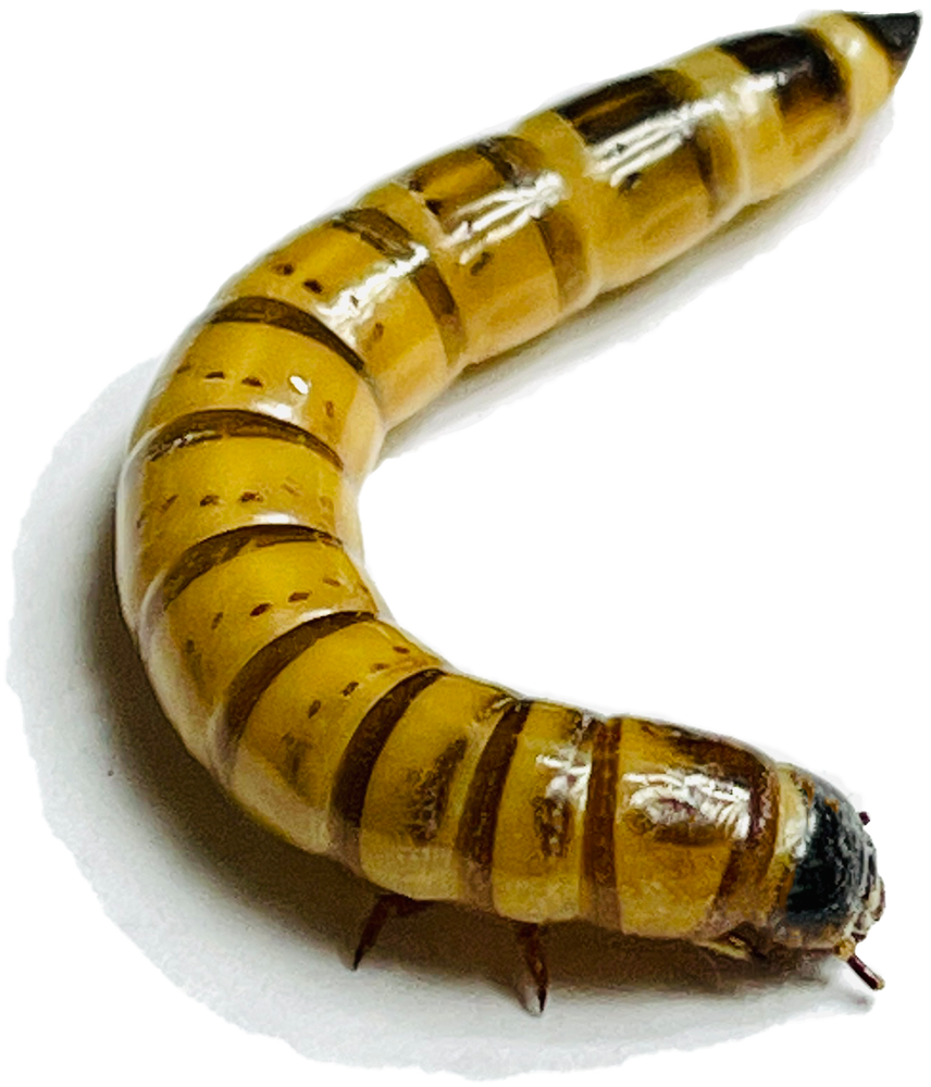 1000 Large Superworms 1.75"-2" - Live Arrival Guarantee -