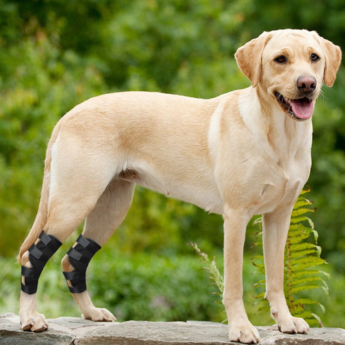 Dog Knee Brace Leg Brace for Sprain ACL Arthritis Joint Pet Dog Back Leg Support