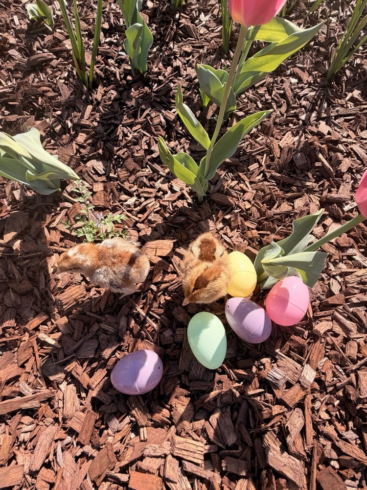 Bielefelder Fertile Hatching Eggs 10+